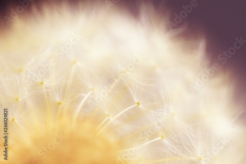 Macro photo of dandelion's ripe fruits. Spring background. Shallow depth of field.
