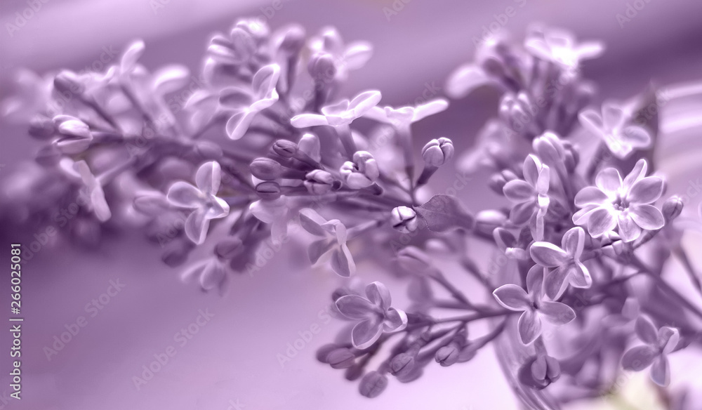 A branch of lilac purple with 8 petals. Purple lilac background. Selective focus. A branch of lilac purple with 8 petals. Purple lilac background. Selective focus.