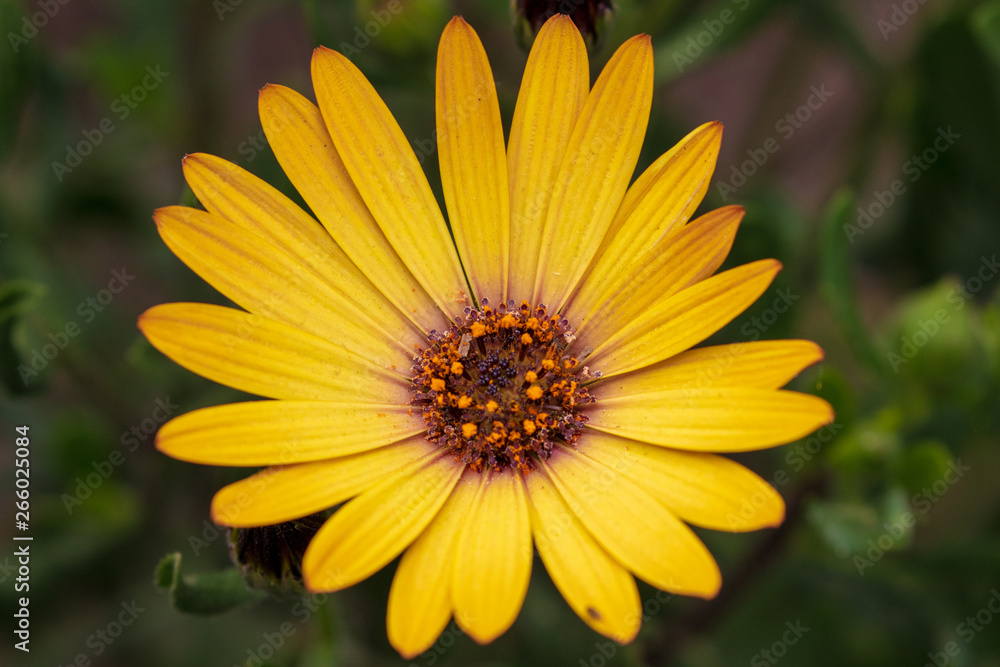 flower flower