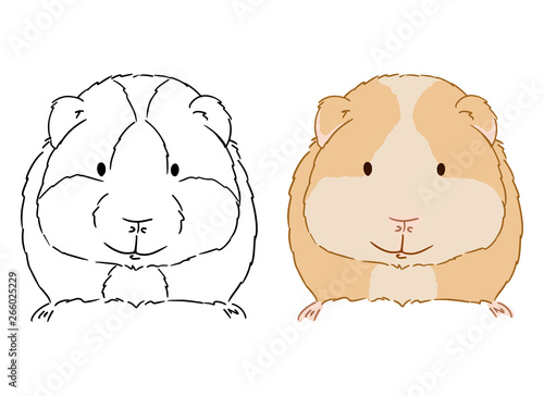 Illustration of little cute guinea pig on white background. Hand drawn vector art of small cavy good for coloring for children. Domestic animal drawing.