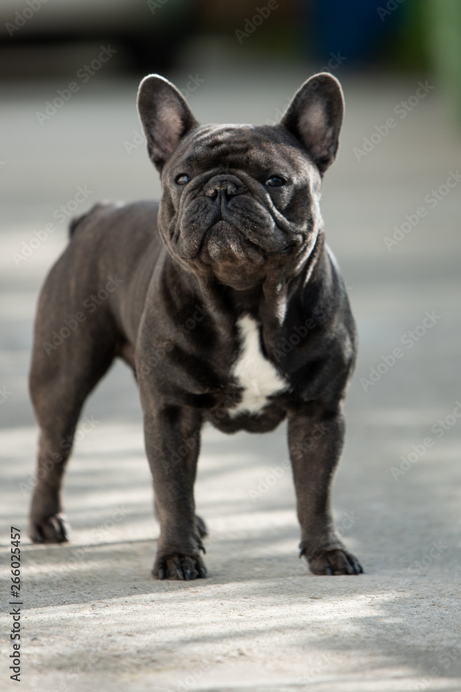 Outdoor gray french bulldog making funny faces while sitting up and looking towards camera