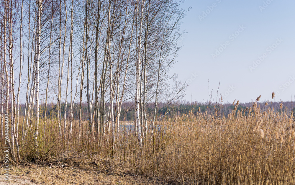 Birch Grove without leaves and reeds in early spring time. Birch Grove without leaves and reeds in early spring time.