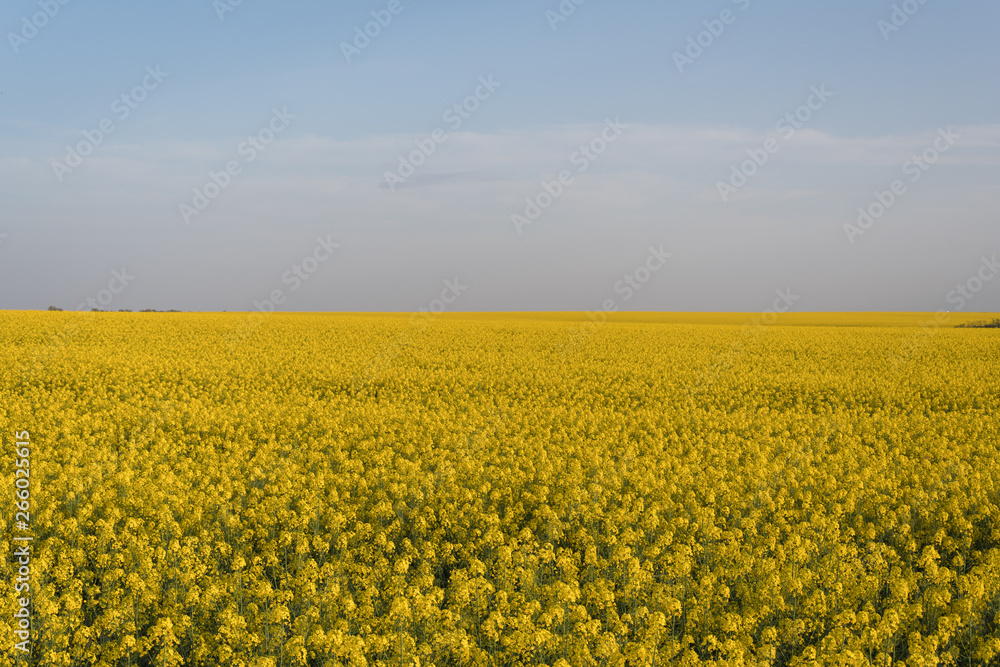 Yellow field of oilseed rape
