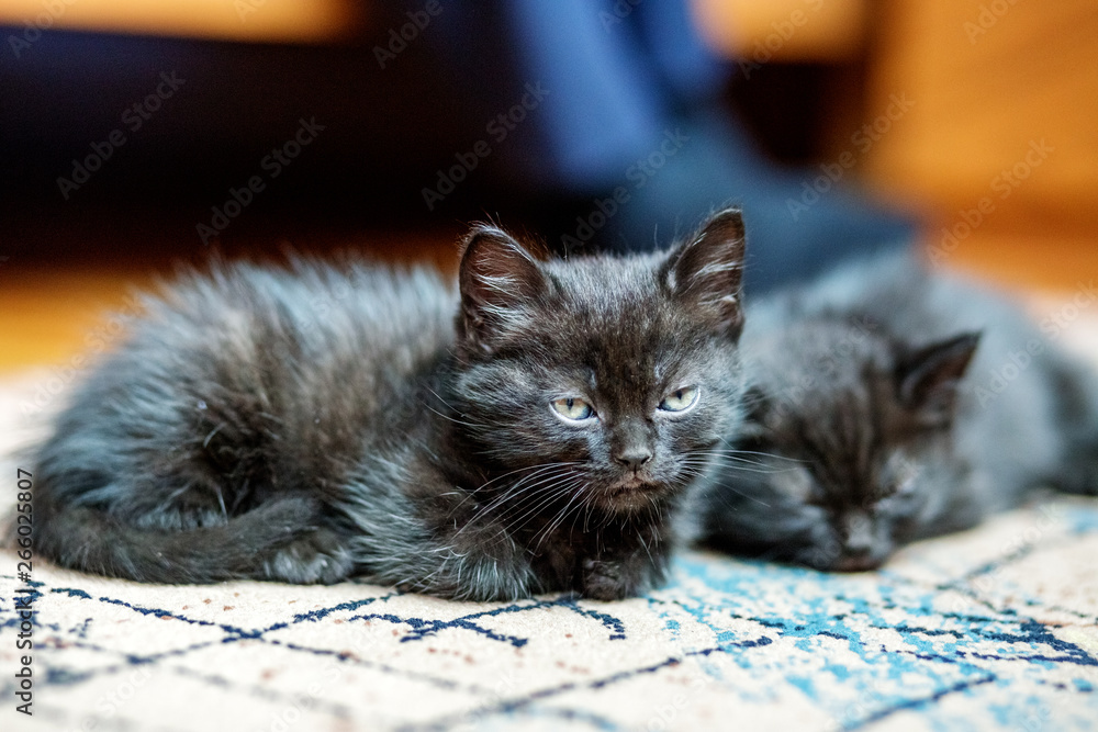 Two little black kittens are sleeping on the floor. Pets concept.
