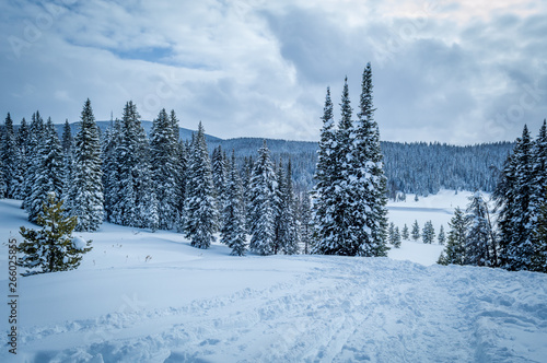 Snowy Colorado Pines