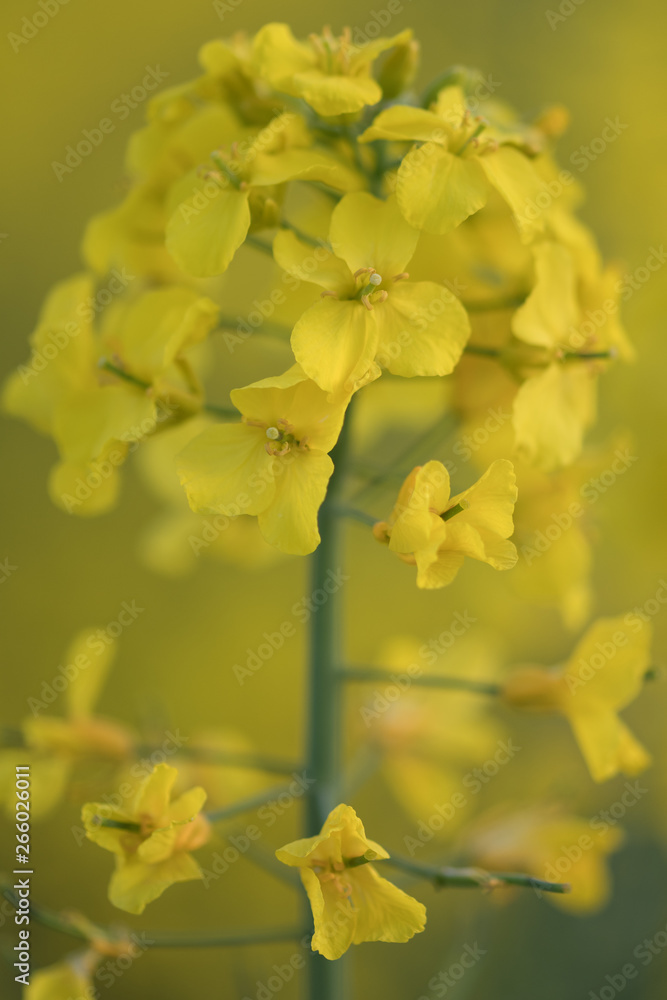 Obraz premium Yellow field of oilseed rape.Field of yellow flowers