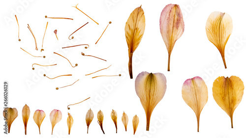 Dry and pressed stamens and petals of lily flowers. Herbarium. Dry plants. Petals set