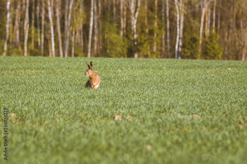 Furry rabbit having a feast in a golden wheat field in warm evening sunset. Rabbit hopping around carelessly is warm spring colors.  © Viesturs