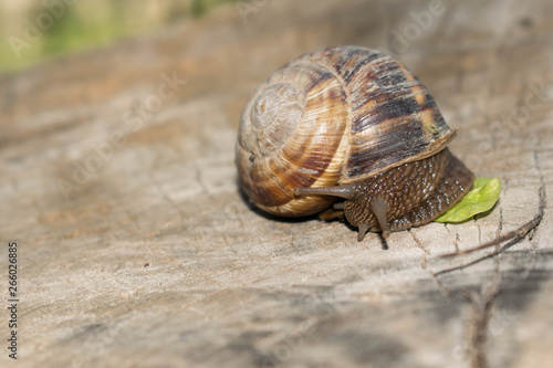 Large snail crayfish on a wooden background in spring crawling for design