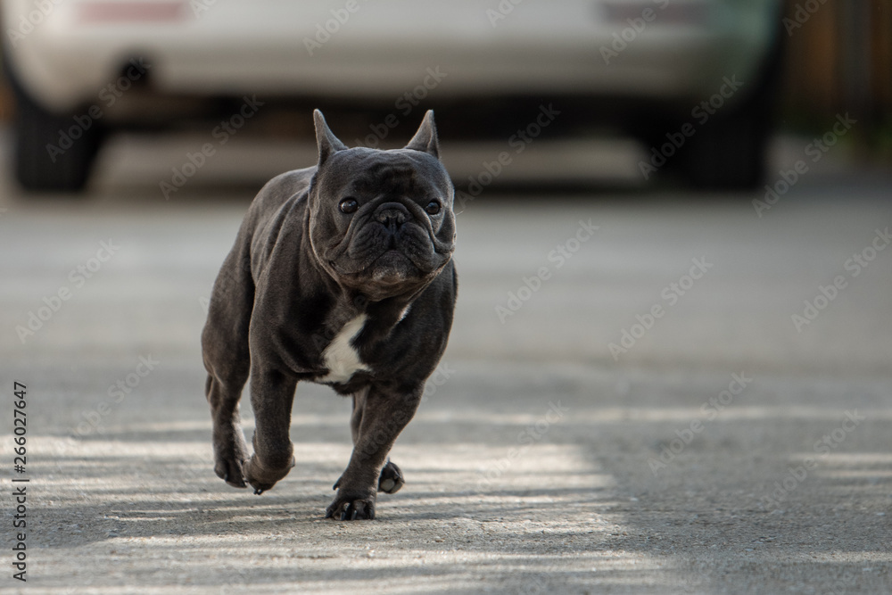 Cute purebreed gray frech bulldog caught outside while running on the pavement. Shot in mid air position