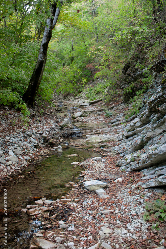 Trees growing on layered sedimentary rocks of mountains in the autumn forest of the North Caucasus. The river bed has dried up. Trees growing on layered sedimentary rocks of mountains in the autumn forest of the North Caucasus. The river bed has dried up.