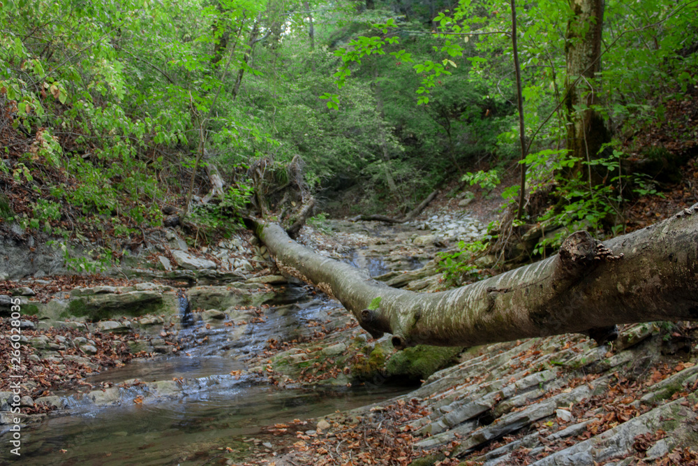 Trees growing on layered sedimentary rocks of mountains in the autumn forest of the North Caucasus. The river bed has dried up. Trees growing on layered sedimentary rocks of mountains in the autumn forest of the North Caucasus. The river bed has dried up.