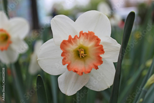 White daffodils with a yellow middle close-up on a background of green grass