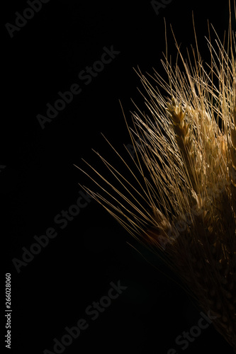 yellow wheat on black background