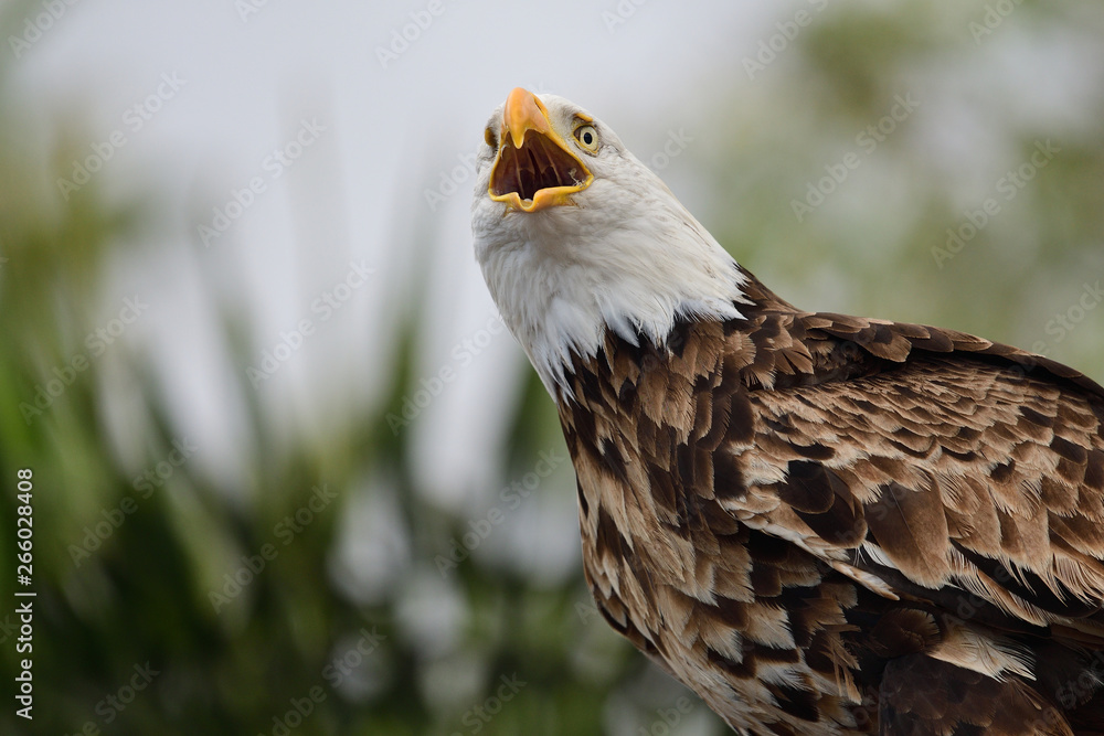 Ταπετσαρία Close up portrait of a bald eagle (haliaeetus leucocephalus) squawking