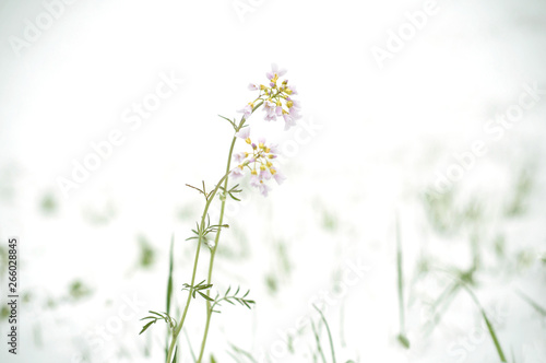 Snow cyclone in April. Snow over blooming field flowers.