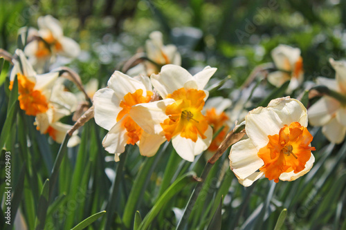 White daffodils with a yellow middle close-up on a background of green grass