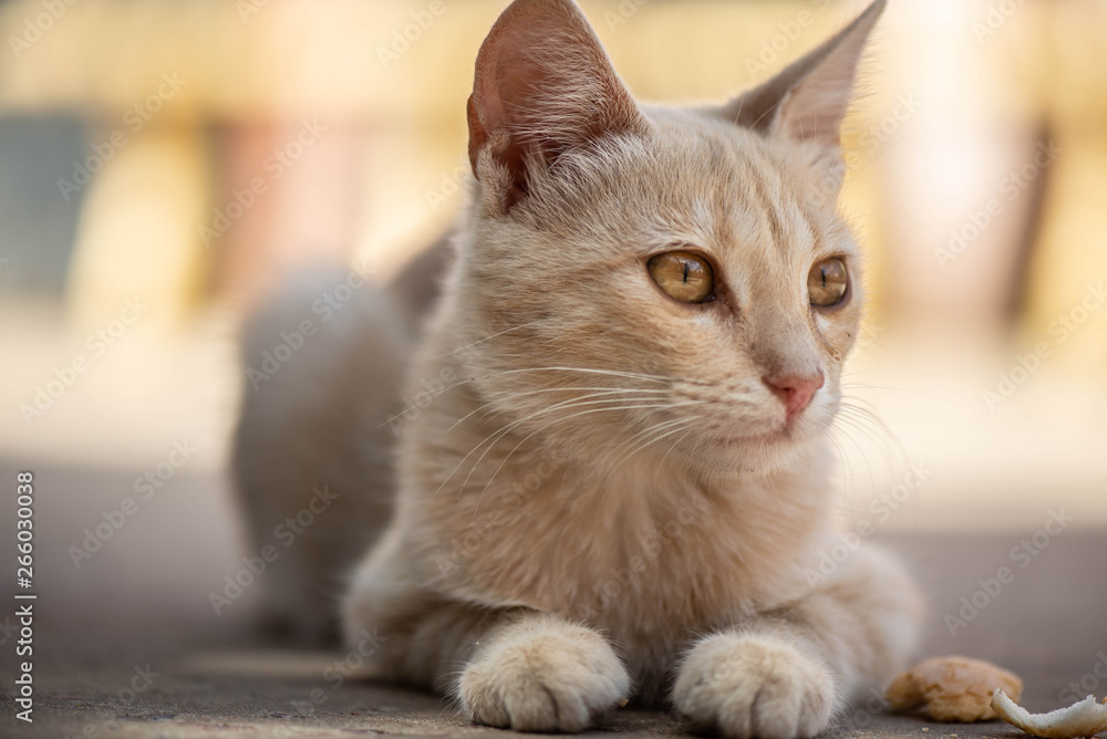 Fototapeta premium Pequeño gato marrón juguetón