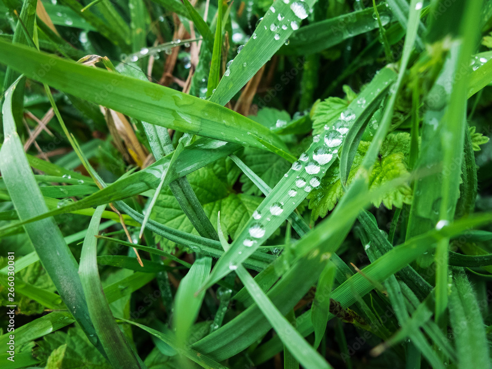Drops of morning dew on the green grass Drops of morning dew on the green grass