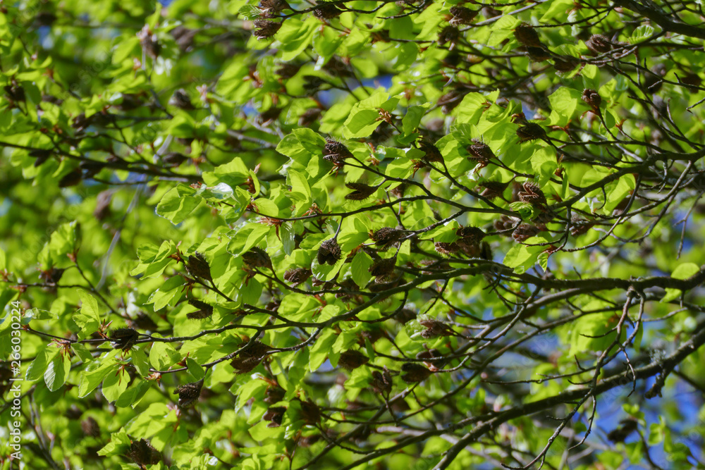 Buche Baum mit Bucheckerhülsen und gezahnten Blättern im Frühjahr