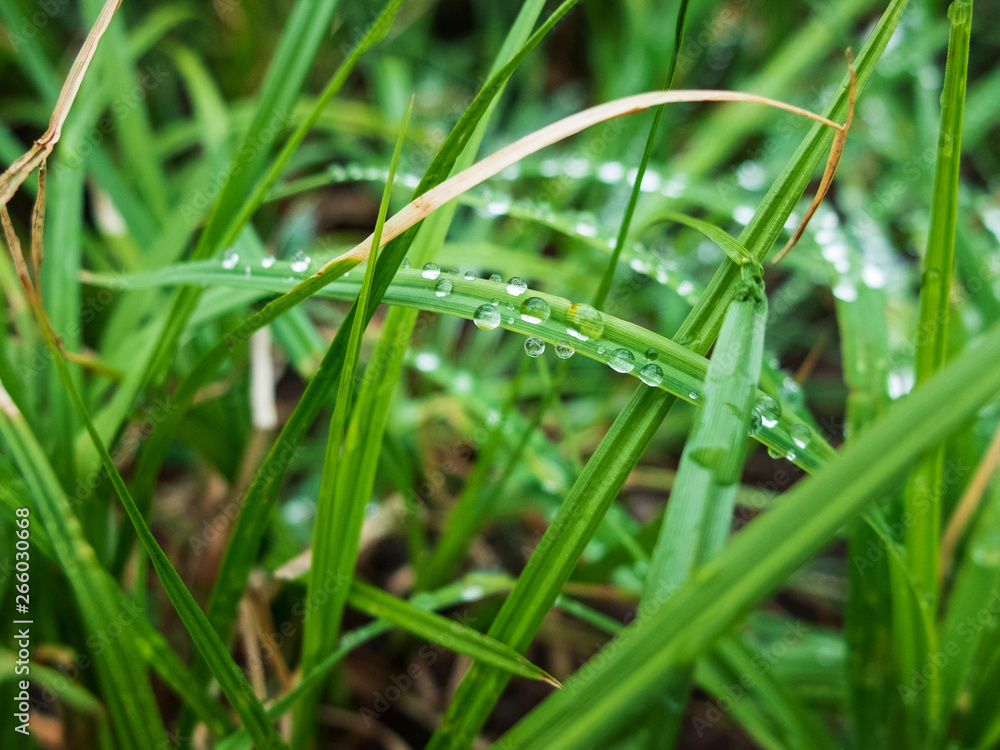 Drops of morning dew on the green grass Drops of morning dew on the green grass