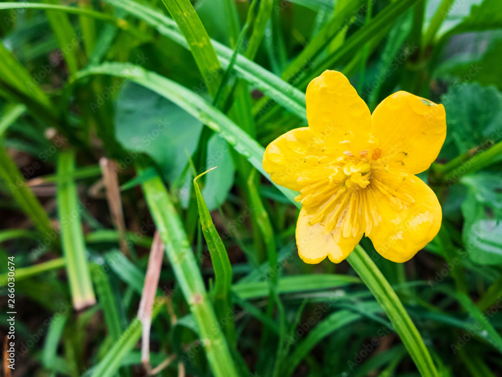 Fototapeta premium Morning dew on the green grass and yellow flowers