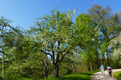 Apfelbaum, gelber Boskop im öffentlichen Obstgut Park in Baden-Baden photo