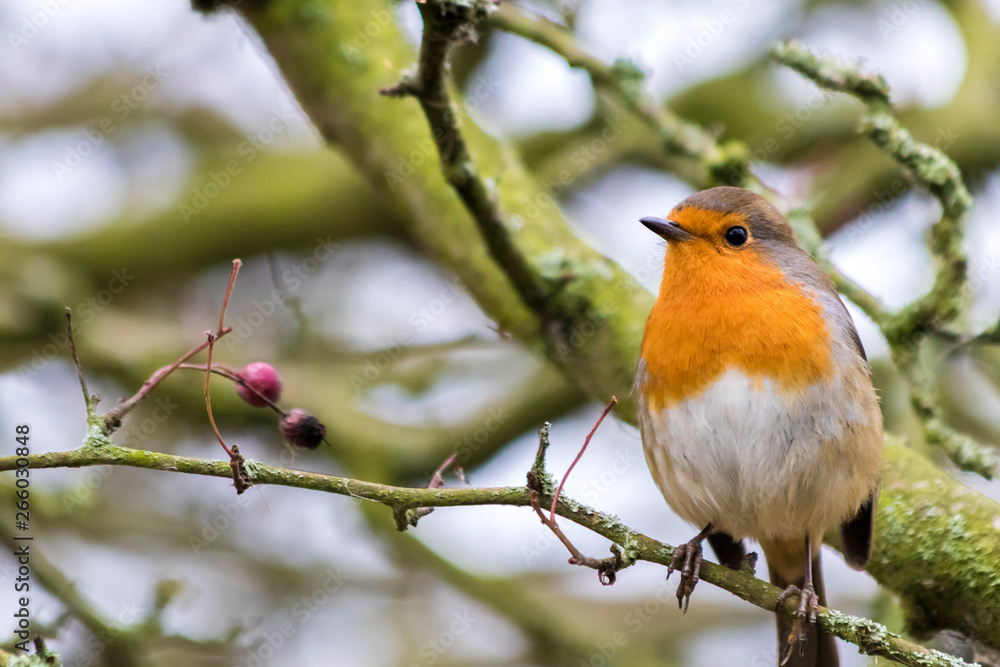Robin on a branch without snow Robin on a branch without snow