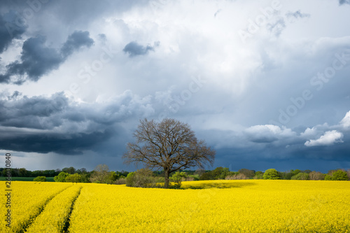 Dramatischer graublauer Himmel über blühendem gelben Rapsfeld mit Baum, Schleswig-Holstein