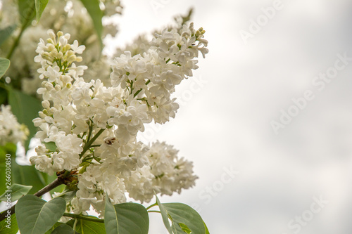 beautiful lilac blossoming flower early summer symbol