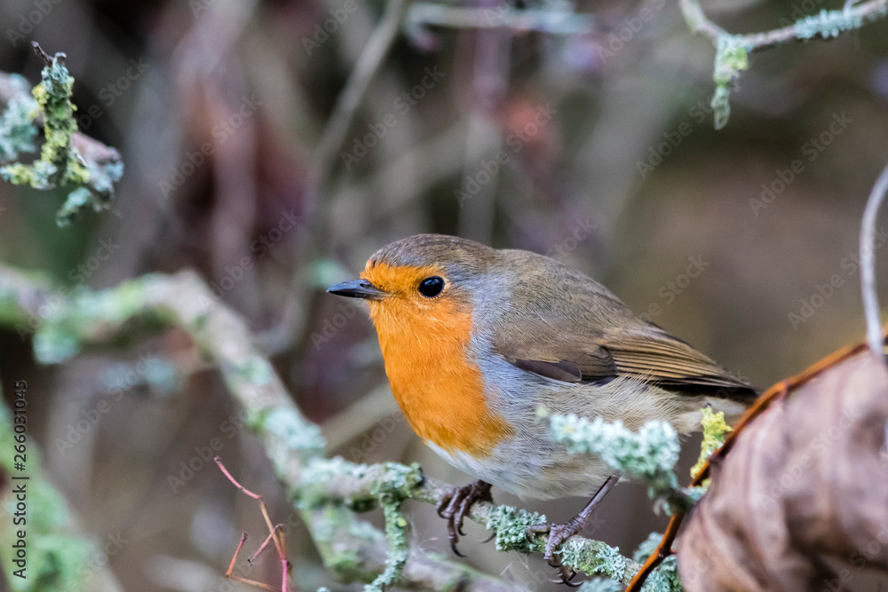 Robin on a branch without snow Robin on a branch without snow
