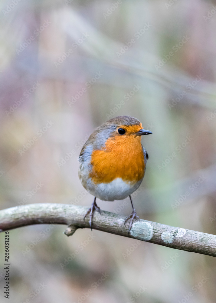 Robin on a branch without snow Robin on a branch without snow