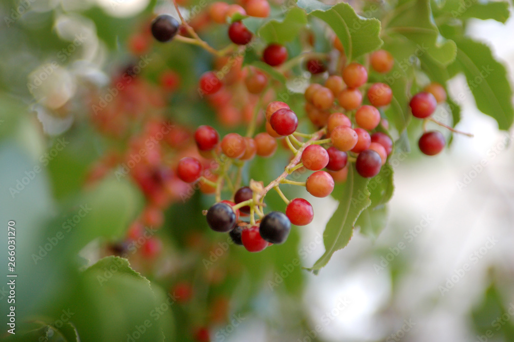 Obraz premium red berries on branch of tree