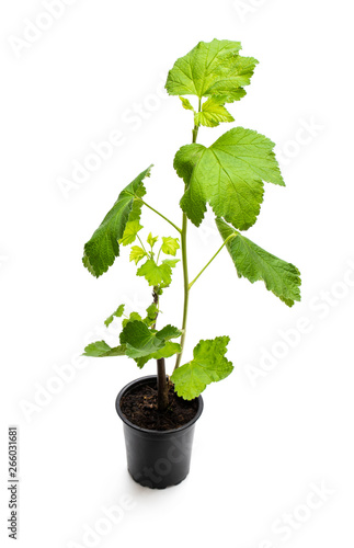 Baby red currant plant in black pot isolated on white