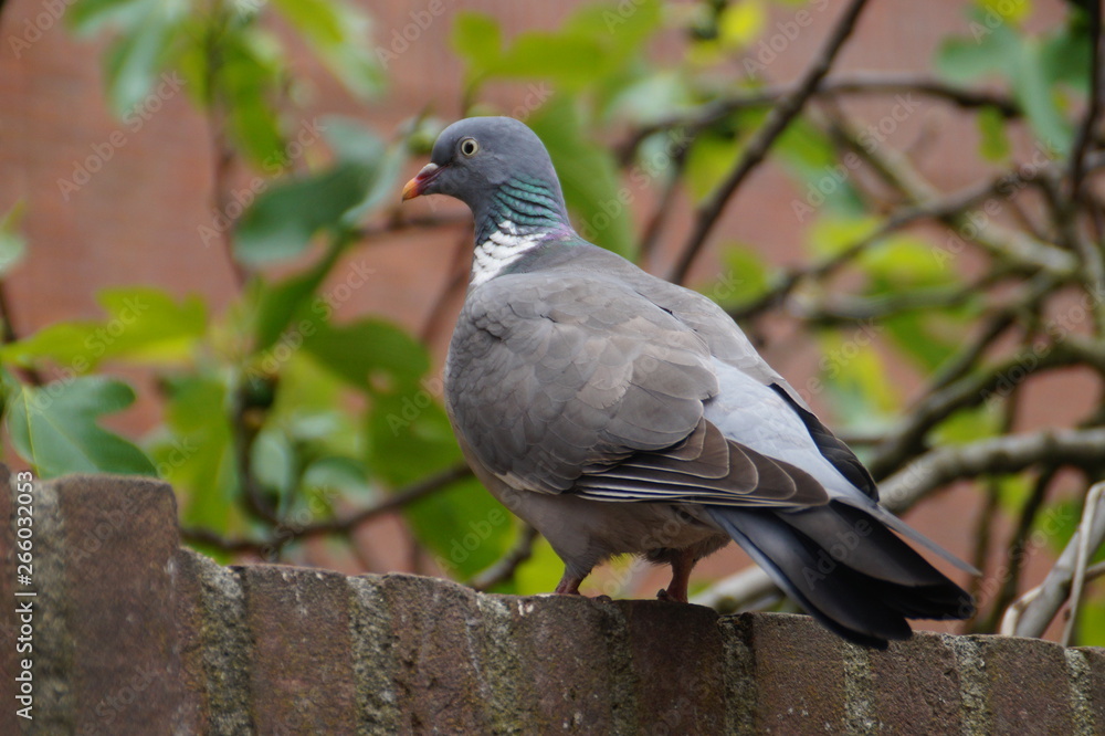 pigeon in the park pigeon in the park