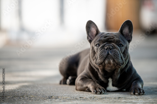 French bulldog laying on the pavement outdoor