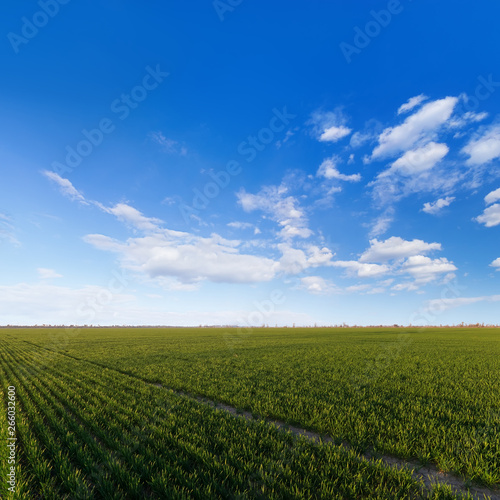 green young wheat field   bright Sunny day agriculture