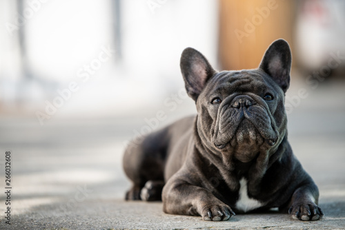 French bulldog laying on the pavement outdoor