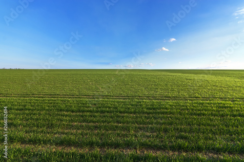 green wheat field   photo by countryside agriculture