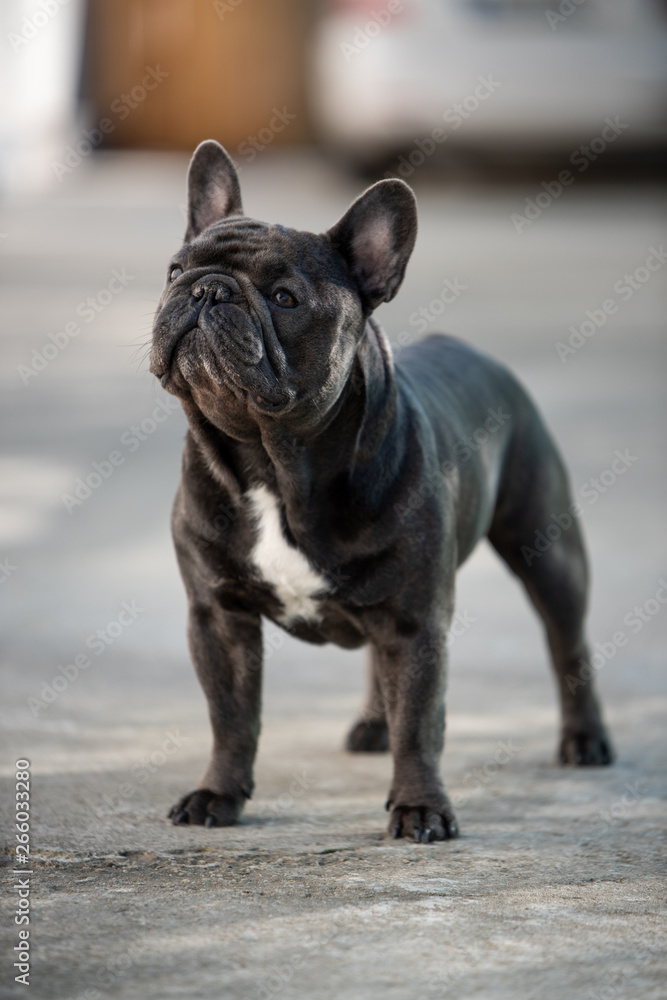 French bulldog sitting on the pavement outside on a sunny day in front of the house
