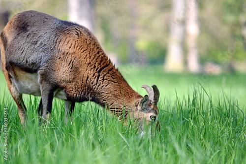 Mouflon Male Ovis Aries Musimon Eating Grass photo