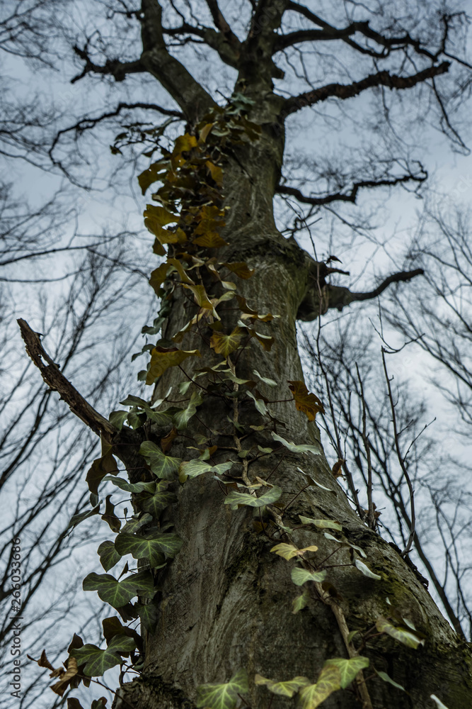 Fototapeta premium common ivy climbing on the old majesty hornbeam tree