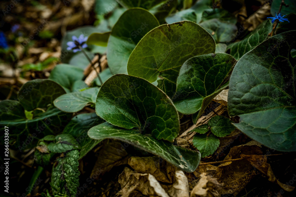 Close up picture of leaves of wild ginger , lat. Asarum europaeum with blue scilla flowers on a background Close up picture of leaves of wild ginger , lat. Asarum europaeum with blue scilla flowers on a background