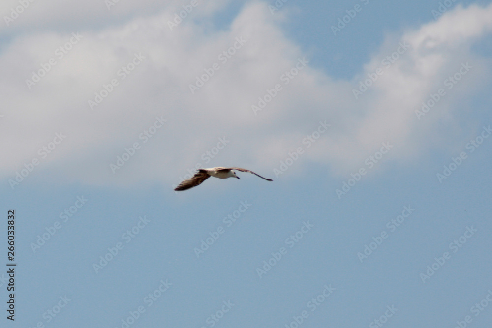 Bird in flight