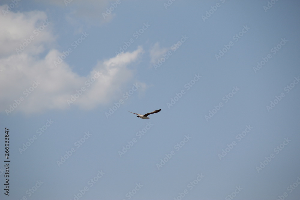Obraz premium Bird in flight