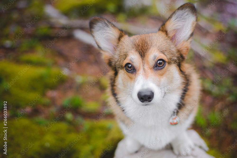 Sable welsh corgi pembroke dog beautiful portrait Sable welsh corgi pembroke dog beautiful portrait