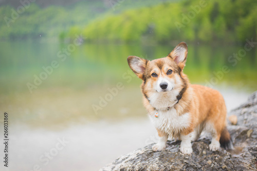 Sable welsh corgi pembroke dog beautiful portrait