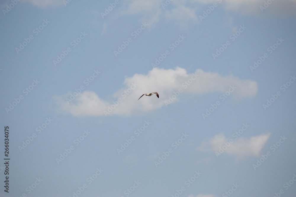 Bird in flight