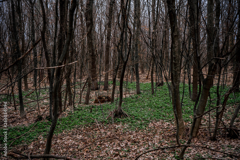 Fototapeta premium beautiful early spring forest with hornbeam and oak trees and green periwinkle grow around