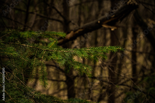 closeup picture of a evergreen spurce branch with a mystery dark forest on a background
